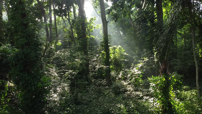 Lush forest interior scene featuring radiant light beams crossing foliage and undergrowth capturing humid ecosystem environment and tranquil wilderness mood.