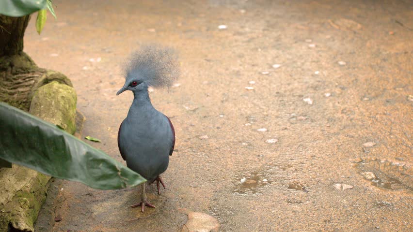 A Victoria crowned pigeon walks across a sandy path and turns around in soft lighting