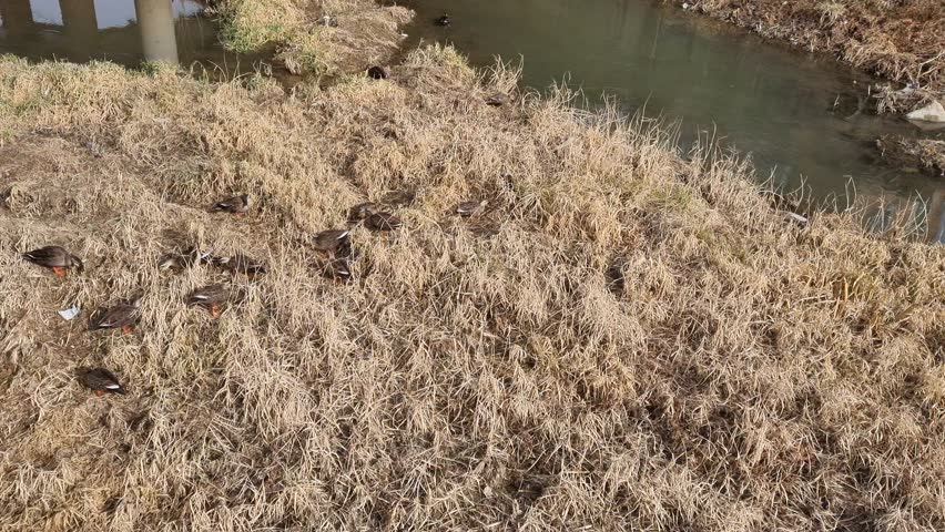 Wild Ducks Feeding in Grassland – Natural Wildlife Footage