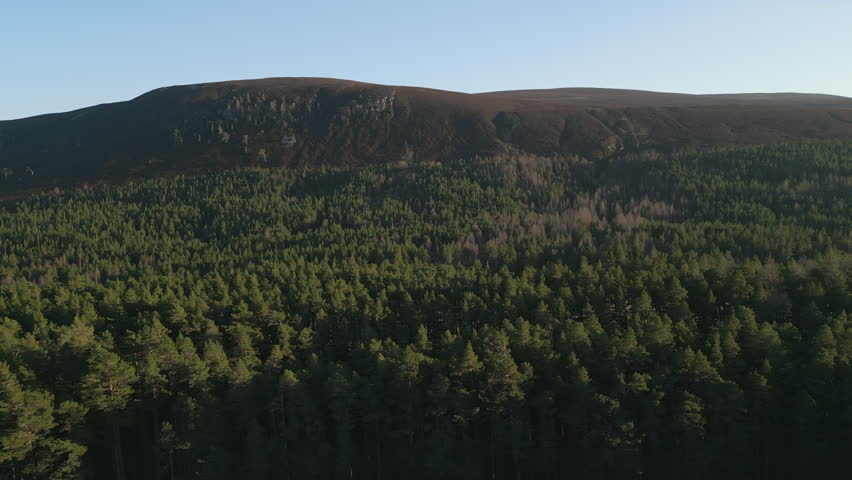 Cinematic aerial tracking shot moving across a dense evergreen forest towards a large mountain ridge under a clear blue sky. Ideal for nature documentaries and travel content.