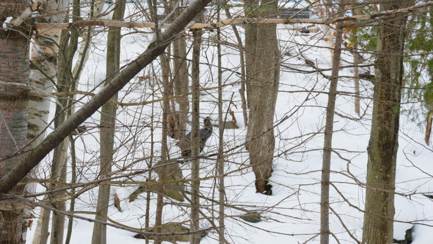 Turkeys in the snowy forest