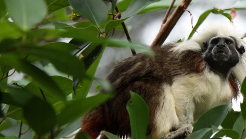 A cotton-top tamarin sits on a branch among green leaves in a tropical rainforest setting