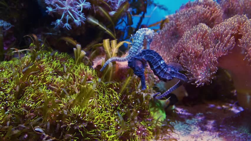 Two beautiful seahorses swimming among colorful coral reefs and seaweed in a saltwater aquarium.