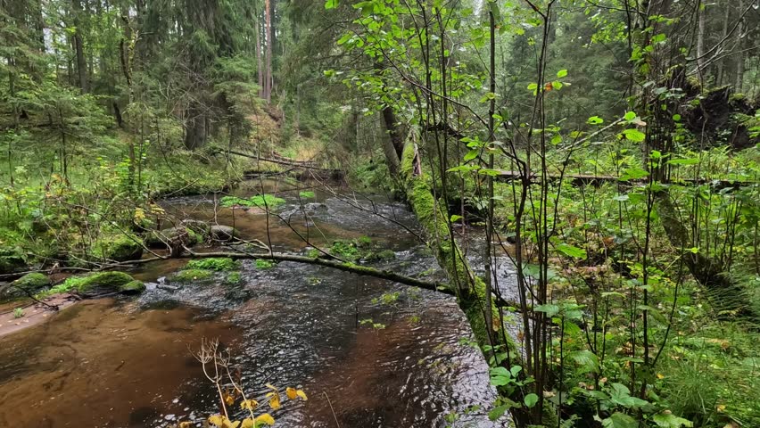 Clear forest stream flowing gently through lush green woodland in the Akchour area near Chefchaouen, Morocco