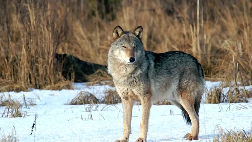 A majestic gray wolf stands in a snowy field on a winter day, capturing strength, survival, and the beauty of wildlife in a cold natural landscape.