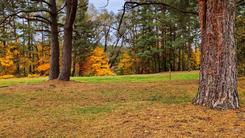 Forest ground covered with dry leaves and pine needles, surrounded by trees displaying autumn colors