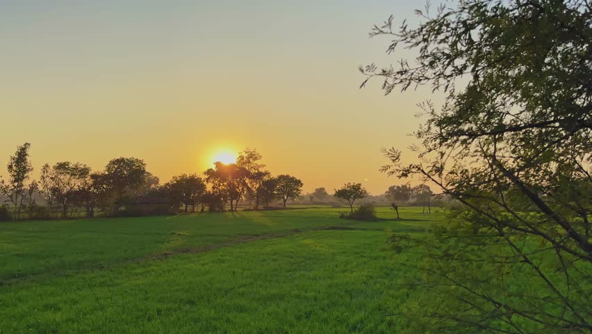 Tracking shot moving across a lush green agricultural field as the sun sets behind scattered trees, casting warm golden light, long shadows, and soft atmospheric depth across the rural landscape.