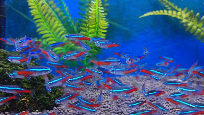 Aquarium with neon tetra fish, vivid blue and red stripes, aquatic plants, and gravel substrate