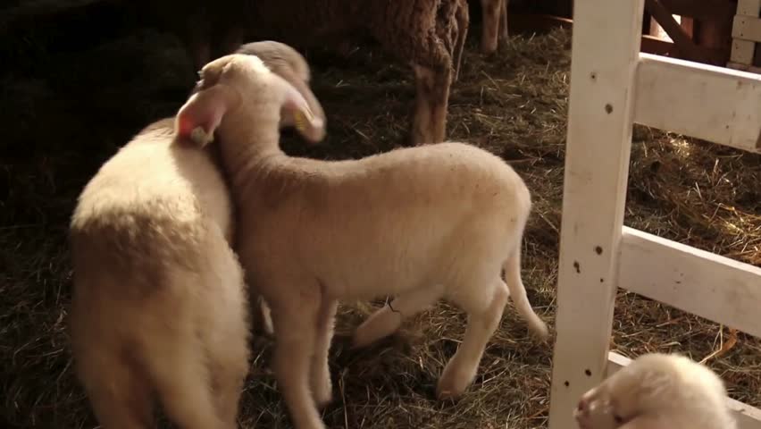 Adorable lambs interacting in a cozy barn