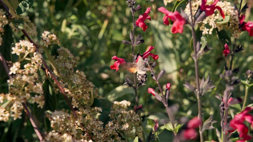 Hummingbird hawk-moth gathering nectar from red salvia flowers in a sunny garden. Slow motion footage of Macroglossum stellatarum hovering and flying among blooming plants in France.