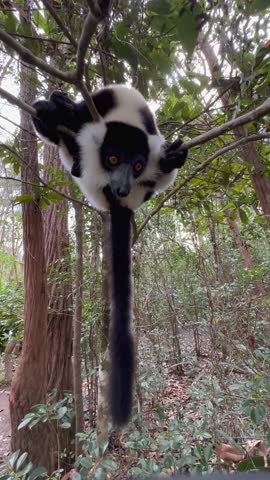 Close up of Black-and-white ruffed lemur (Varecia variegata). Madagascar.