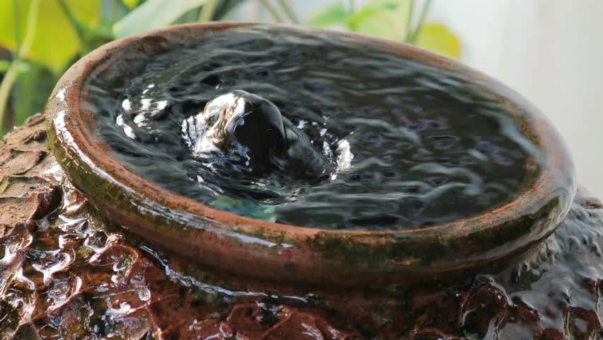 Fountain, garden fountain in the front yard.