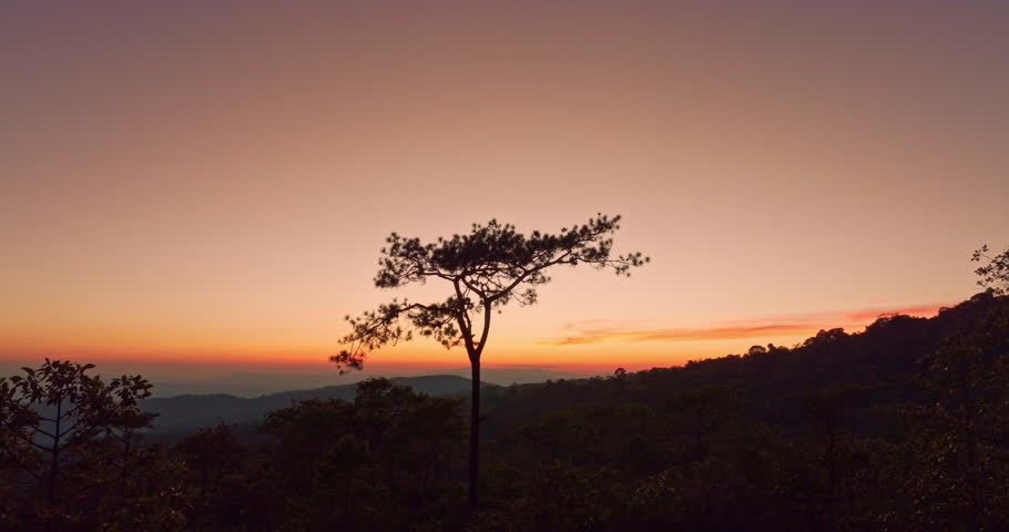 A peaceful sunrise viewpoint above pine trees, where visitors overlook layers of misty mountains and evergreen pines bathed in golden light. This tranquil aerial landscape conveys freedom, fresh air.