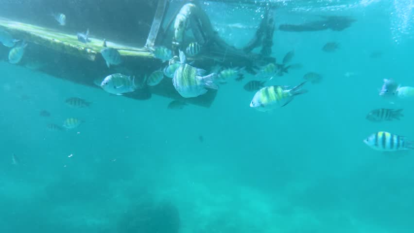 Underwater footage shows sergeant major fish swimming near a boat hull in clear turquoise water
