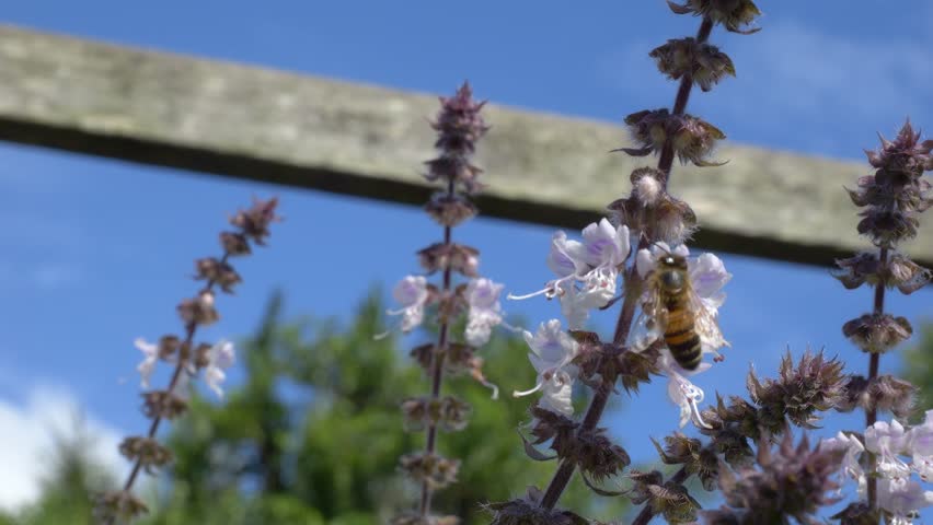 A Western Honey Bee Collecting Pollen And Nectar From The Flowers - Close Up