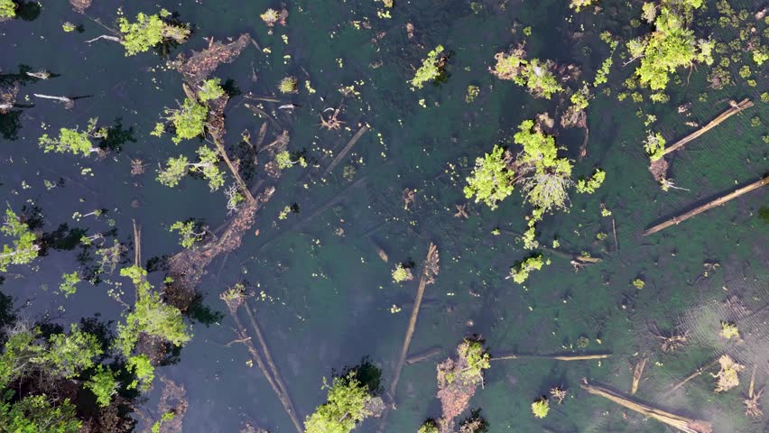 High angle drone shot captures a flooded forest swamp with green vegetation and murky water