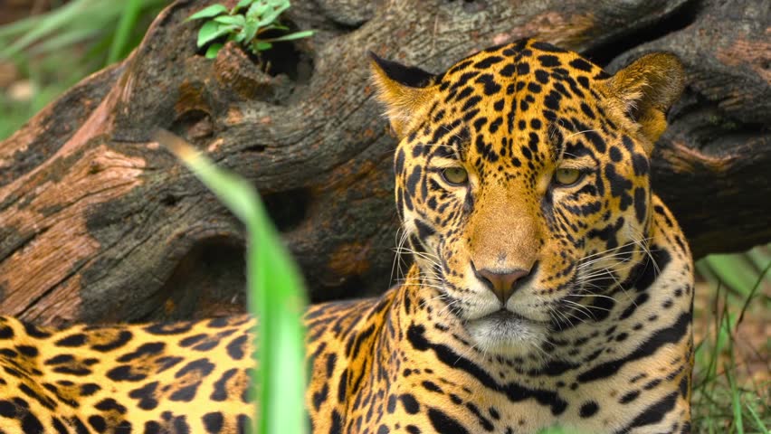 Majestic jaguar resting calmly in its natural habitat near a weathered log, with subtle head and ear movements under soft natural jungle lighting