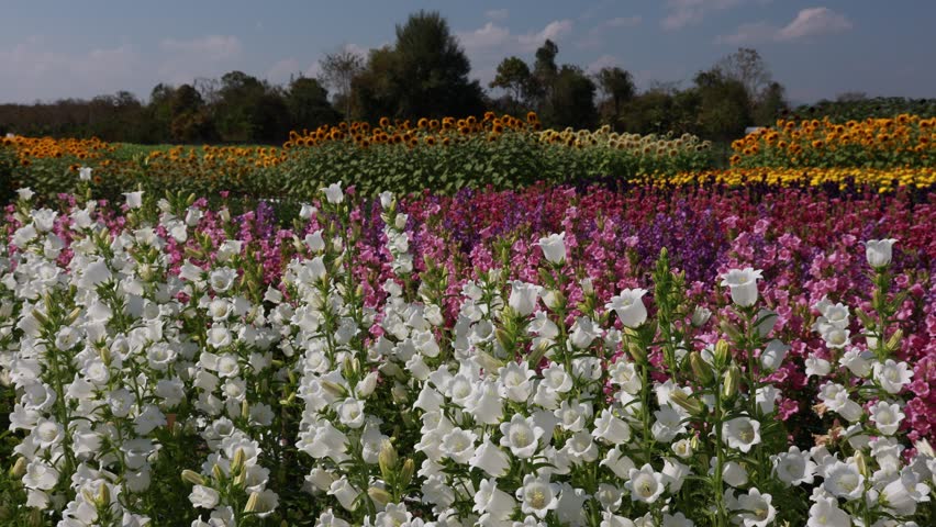 Vibrant colorful flower field landscape showcasing stunning beauty of summer nature garden with rows of white flora, peaceful and serene countryside scene