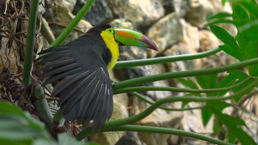 Keel billed toucan perched on green branch stretching wings in tropical garden setting