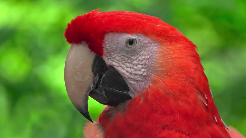 Extreme close up of a beautiful scarlet macaw blinking its eyes and looking around against a blurred green background in natural daylight