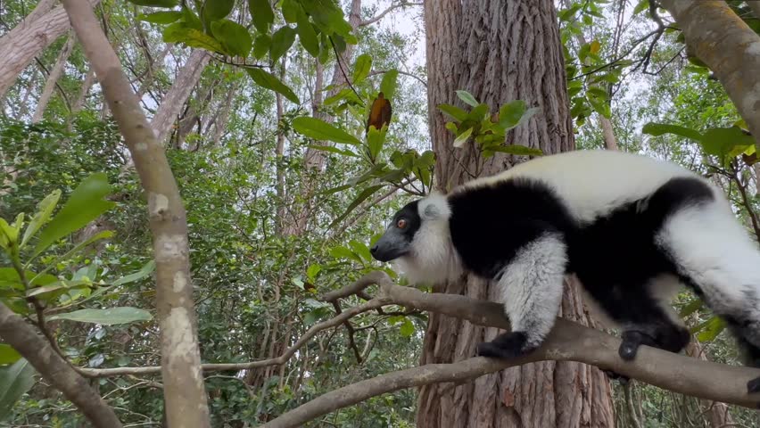 Close up of Black-and-white ruffed lemur on a tree. Madagascar.