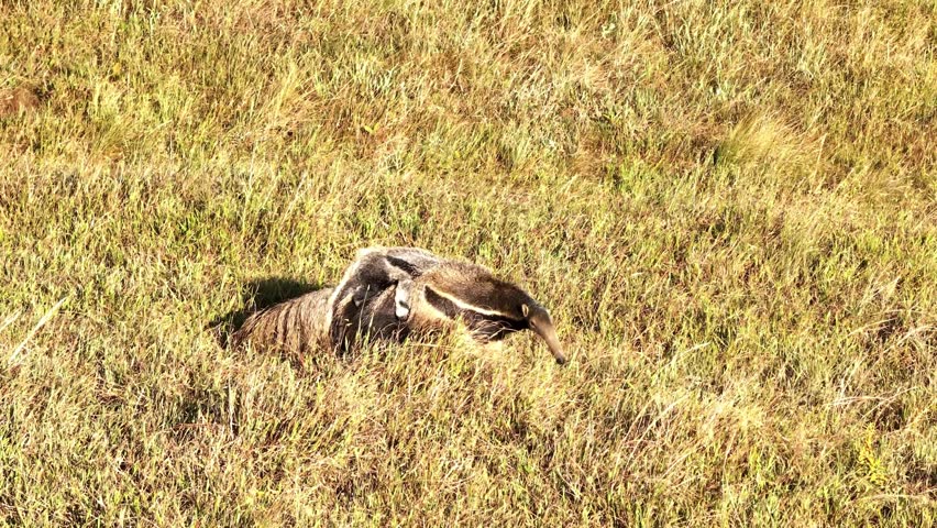 Wild Giant Anteater in Natural Grassland