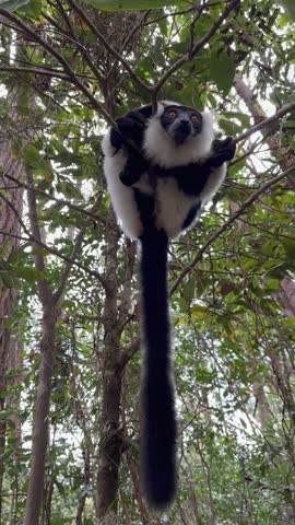 Black-and-white ruffed lemur (Varecia variegata) sitting up on a tree and looking around, Madagascar.