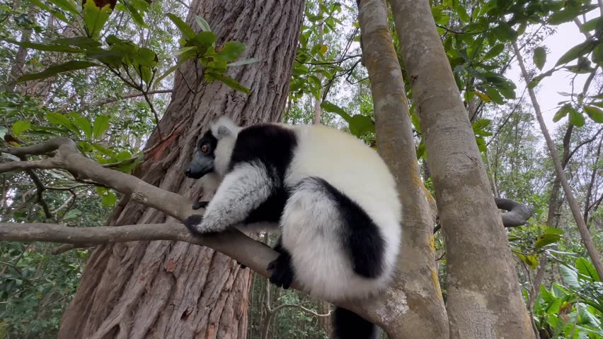 Close up of Black-and-white ruffed lemur sitting on a tree and looking around, Madagascar.