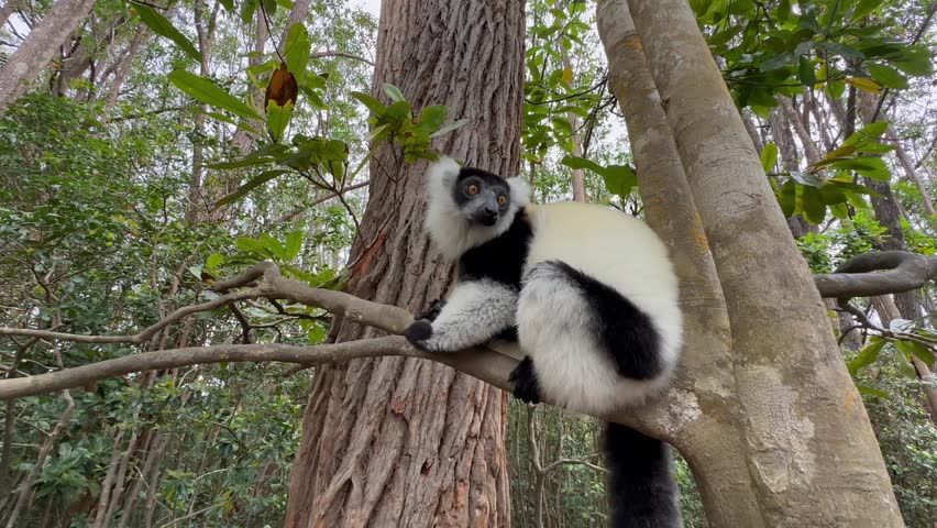 Black-and-white ruffed lemur (Varecia variegata) sitting on a tree and looking around, Madagascar.