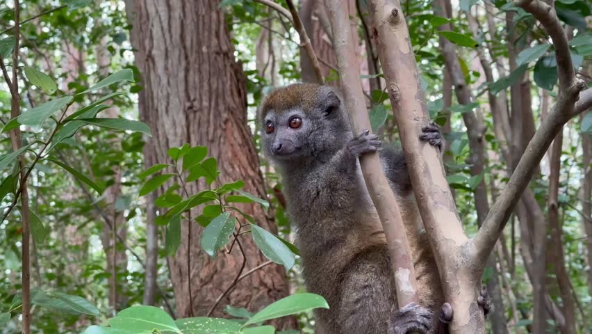 Eastern lesser bamboo lemur (Hapalemur griseus) jumping on tree branches. Madagascar.