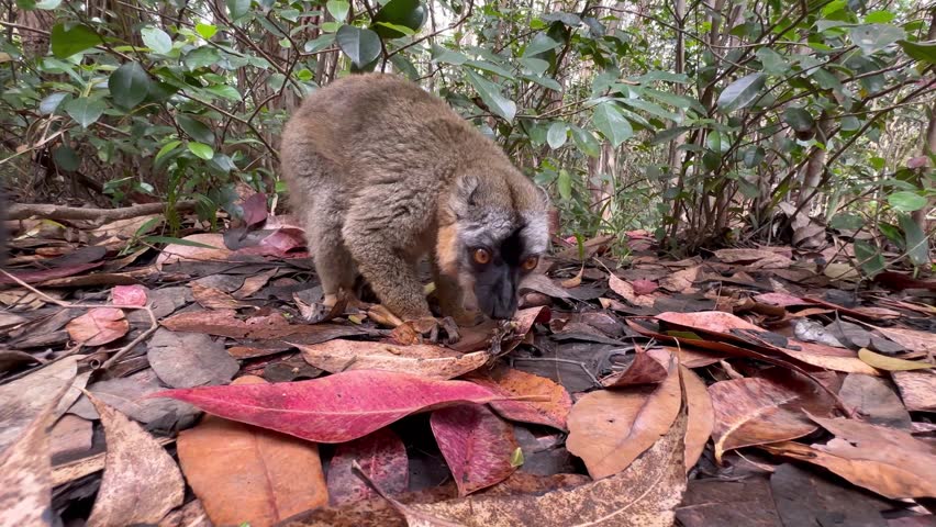 Close-up of a Common brown lemur (Eulemur fulvus) foraging for food on the ground. Madagascar.