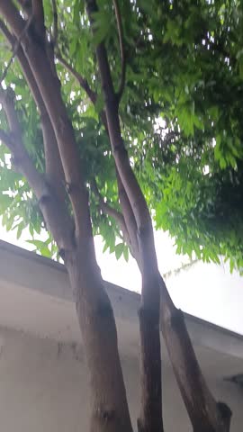 Shady trees that have many green and beautiful leaves