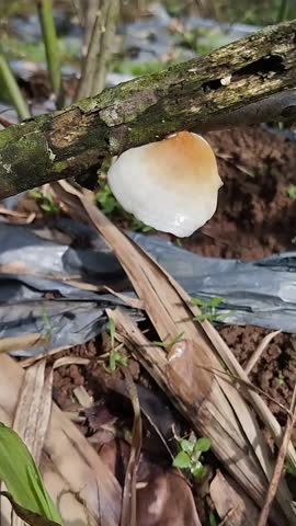 creamy white bracket fungus or polypore fungus that grows on dead tree trunks.