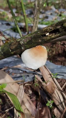 creamy white bracket fungus or polypore fungus that grows on dead tree trunks.