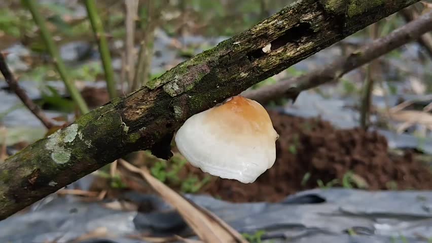 creamy white bracket fungus or polypore fungus that grows on dead tree trunks.