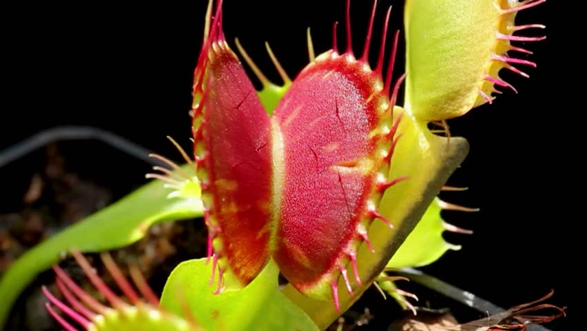 A close-up of a Venus flytrap capturing a house fly within its vibrant red hinged traps.