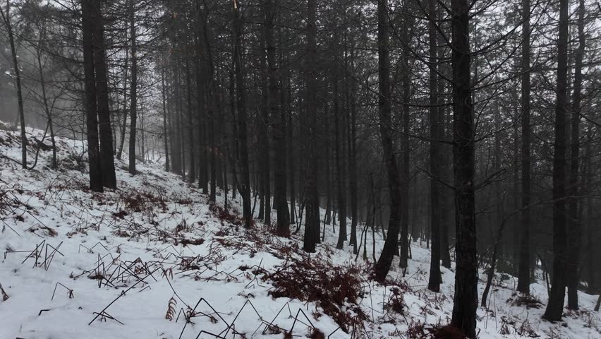 Snowy ground inside a pine trees forest