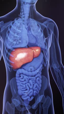 Liver lesions, x-ray, digestive system cirrhosis, hepatitis, liver cirrhosis, malignancy, liver failure, fibrosis, cirrhosis, hepatocellular carcinoma, viral infection of the liver, 3D animation.