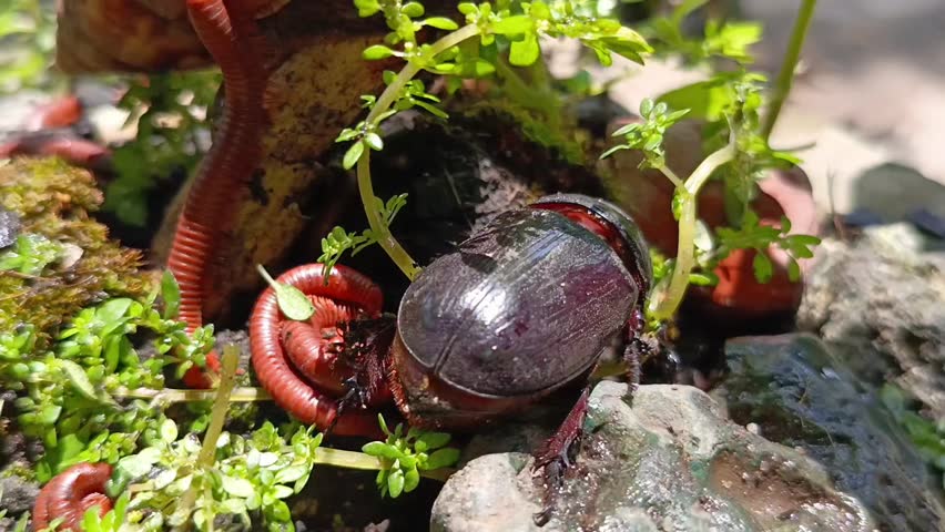 Peaceful Moments with a Millipedes, Snails and Rhino beetle Meeting 