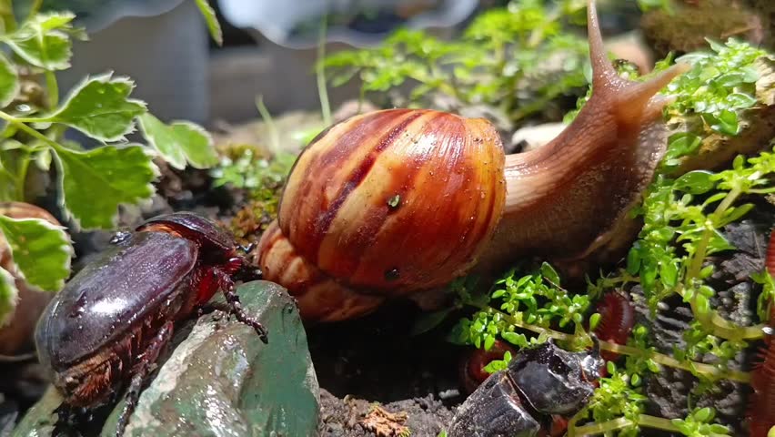 Peaceful Moments with a Millipedes, Snails and Rhino beetle Meeting 
