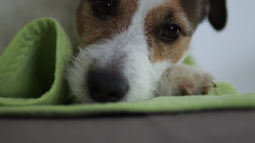 The dog lies covered with a blanket. Jack Russell looks on sadly.