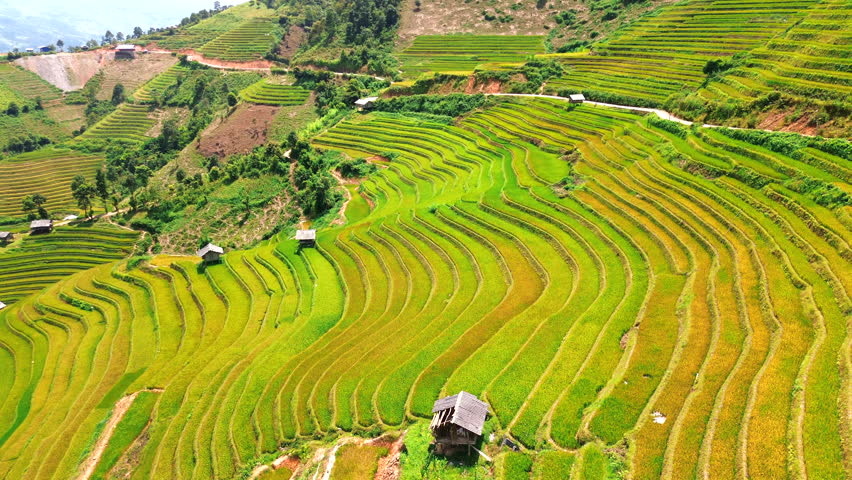 Stunning aerial shot of curved yellow rice terraces in Mu Cang Chai, Vietnam, with bright sunlight and a small wooden hut.
