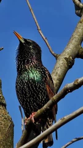 European Starling Bird Sitting on Tree Branch Against Clear Blue Sky, Wildlife Nature Close Up Video