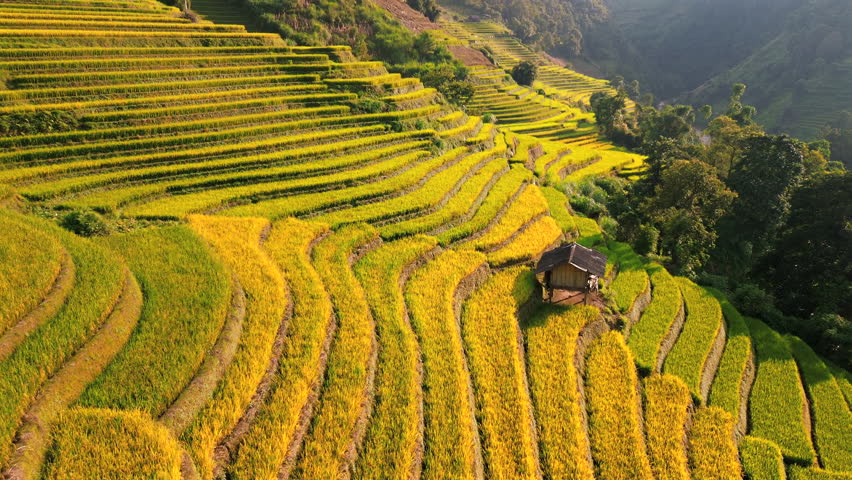 Cinematic aerial drone footage of golden rice terraces in Mu Cang Chai, Vietnam. Mountain agriculture landscape showcasing harvest season and traditional rural farming patterns