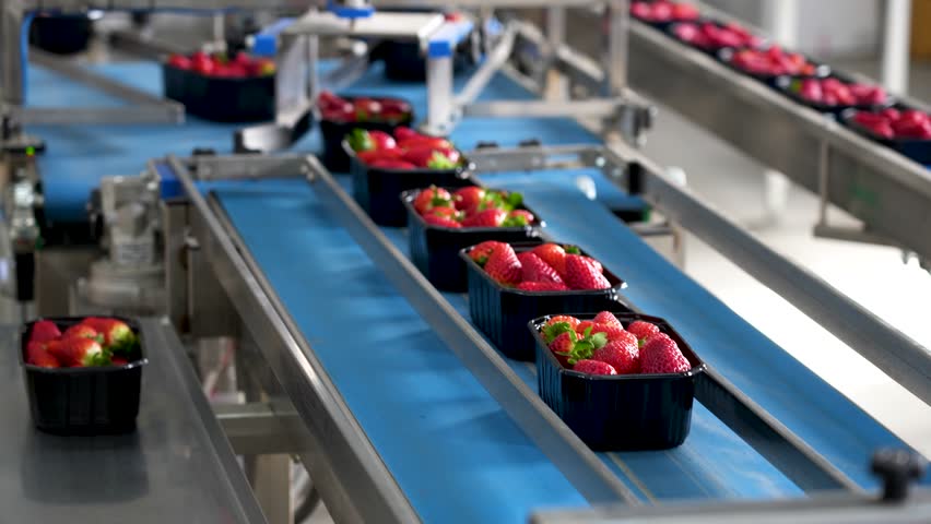 Packing fresh strawberries on a conveyor belt