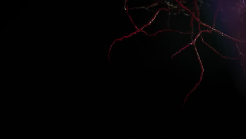 Macro shot of complex plant roots illuminated with red and blue lighting creating a surreal effect.