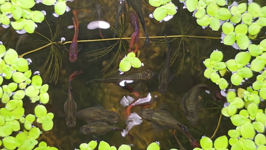A peaceful pond featuring fish among green plants. Serene nature scene, ideal for relaxation