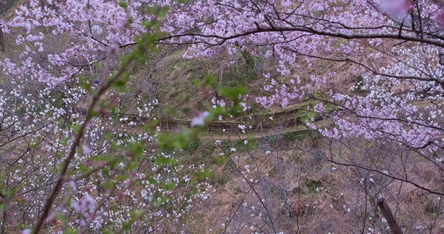 Falling Sakura Petals in the Mountains of Japan, Sakura Fubuki
