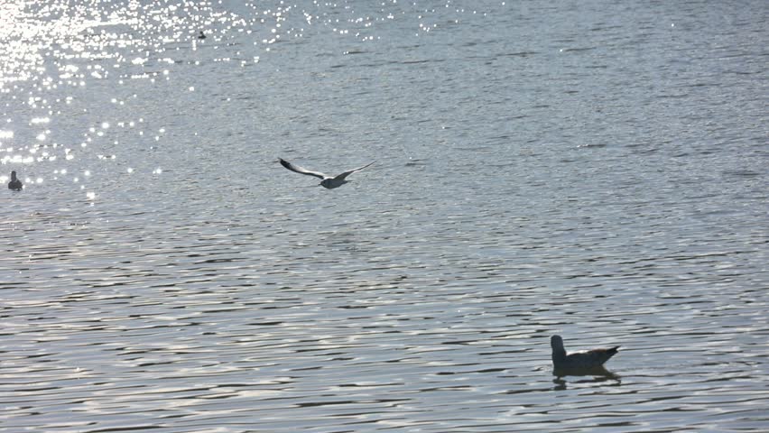 Black Headed Gull (Chroicocephalus ridibundus) chasing another with food in its beak. January, Kent, UK [Slow motion x5]