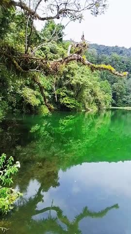 Calm Forest Lake with Green Water Reflection